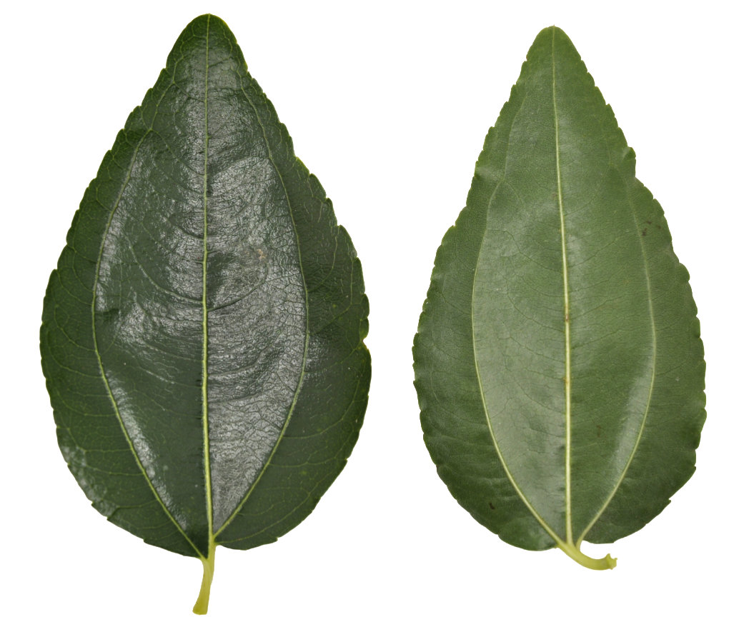 Jujube leaf, upper surface (left) and underside (right)