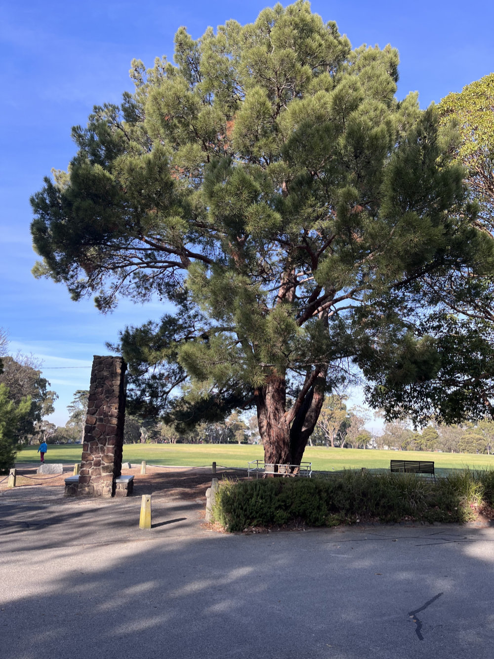 Lone Pine Descendants in Victoria