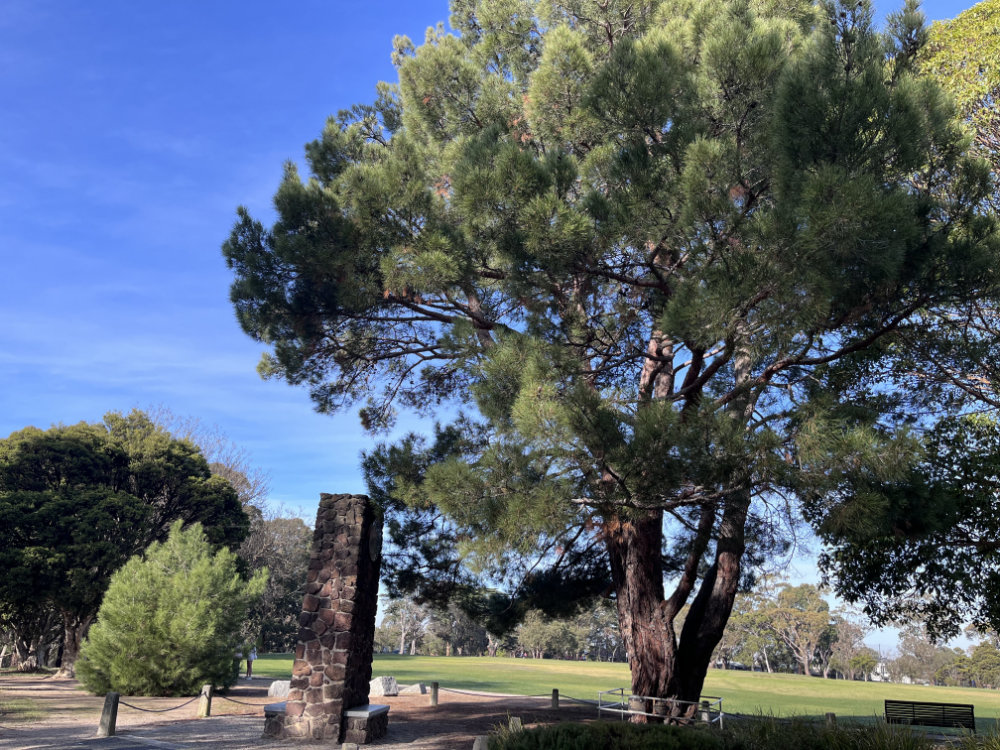 Lone Pine descendant, Wattle Park, Melbourne, Victoria, Australia Lone Pine Descendants in Victoria