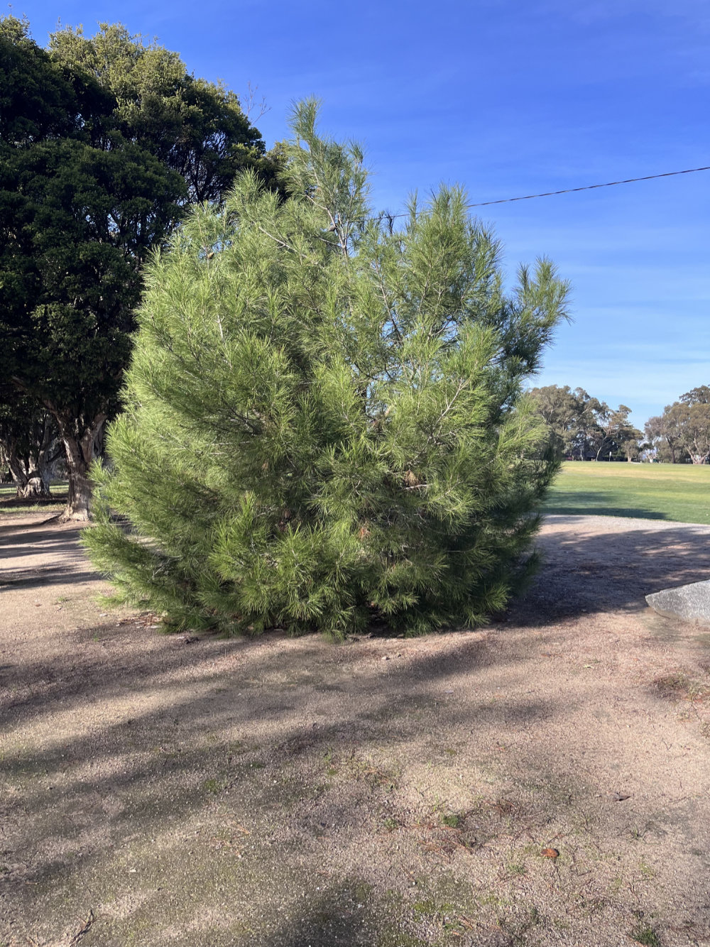 Lone Pine Descendants in Victoria