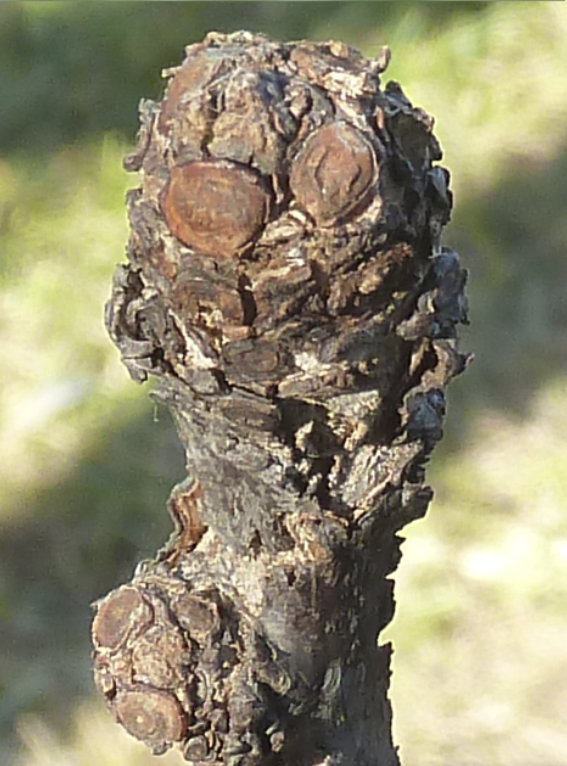 Terminal buds on jujube tree coming to life, Day 12