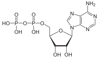 Adenosine Diphosphate (ADP)