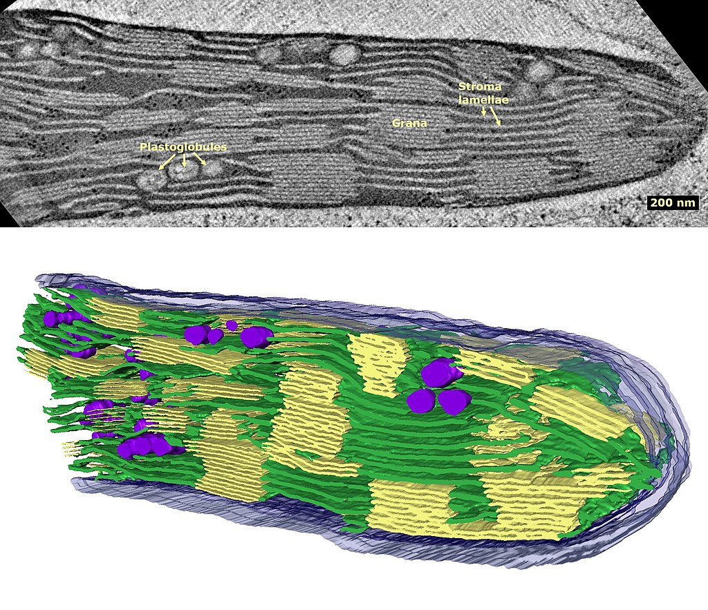 Figure 3. Slice of a lettuce chloroplast showing grana arrangement The Thylakoid