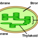 Figure 2. The arrangement of grana within a chloroplast