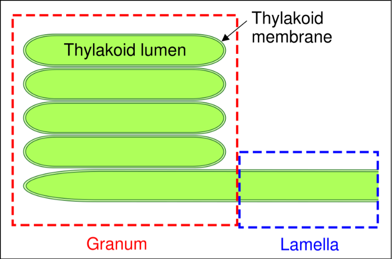 Figure 4. Thylakoid structures The Thylakoid