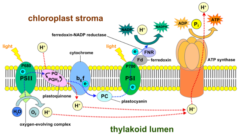 Electron Flow in Photosystem I (PSI)