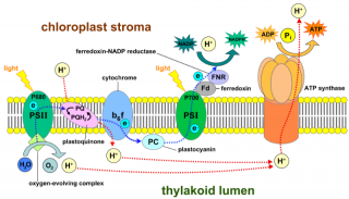 ATP (Adenosine Triphosphate) Synthase