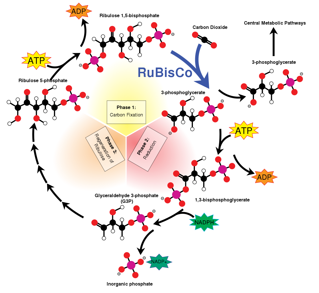 Overview on the Light-Independent Reactions of Photosynthesis