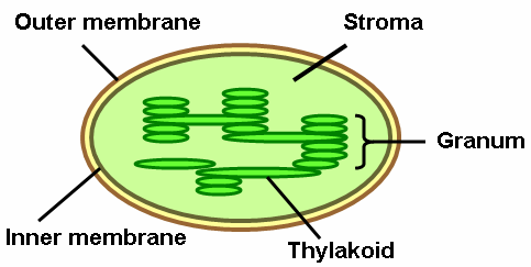 Figure 1: A simple representation of a chloroplast Overview on the Light-Independent Reactions of Photosynthesis