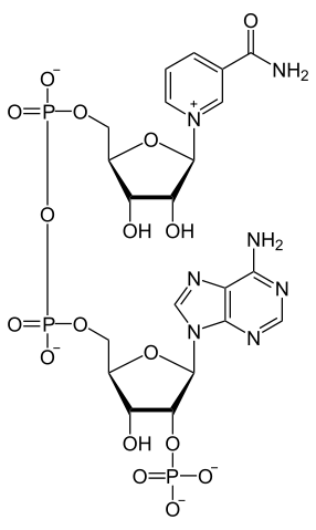 Nicotinamide Adenine Dinucleotide Phosphate (NADPH/NADP+)
