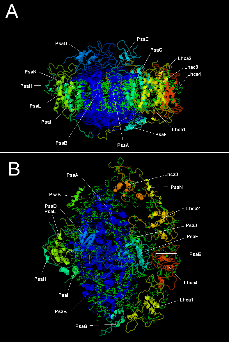 Photosystem I (PSI)