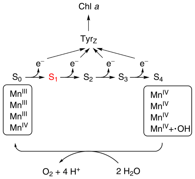 Figure 6. The Kok cycle Photosystem II (PSII)