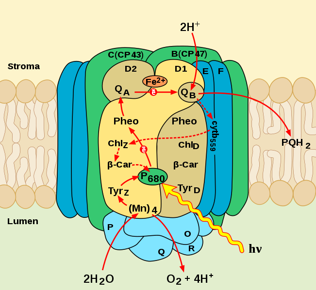 Figure 5. Schematic of PSII, highlighting electron transfer Photosystem II (PSII)