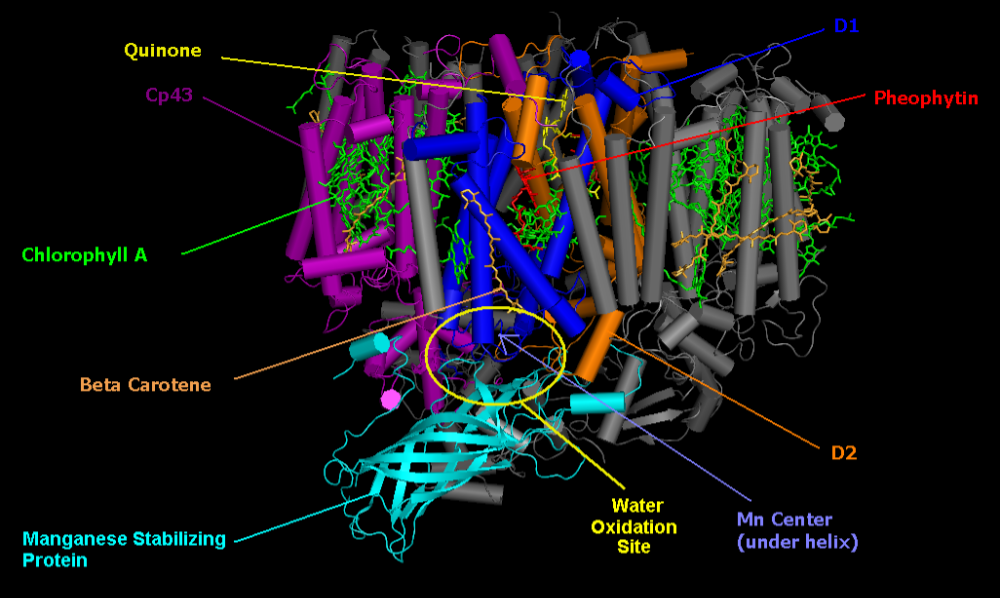 Figure 4. Cyanobacterial photosystem II, Monomer, PDB 2AXT Photosystem II (PSII)