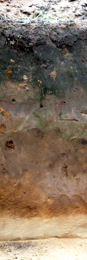 Soil horizons revealed by a soil cross-section Soil Horizons