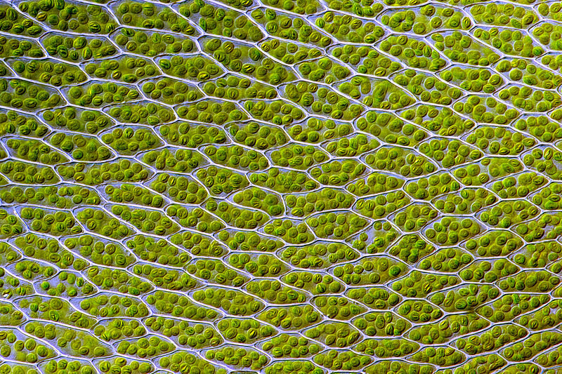 Figure 2. Chloroplasts in the cells of the moss Bryum capillare The Stroma