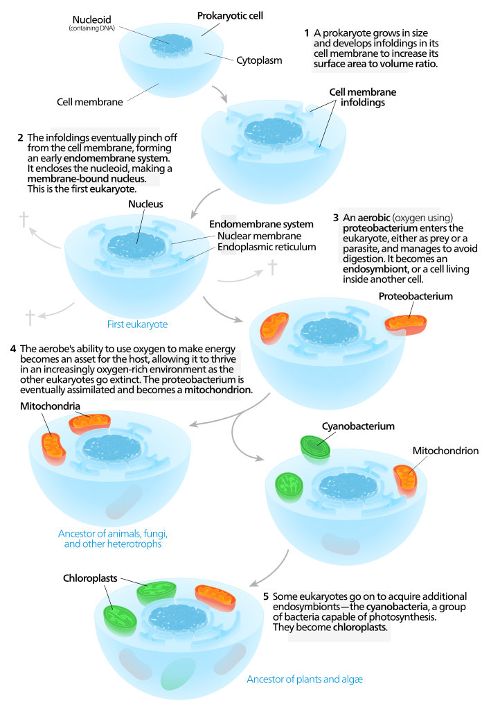 Figure 3. One model for the symbiogenesis theory Endosymbiotic Origin