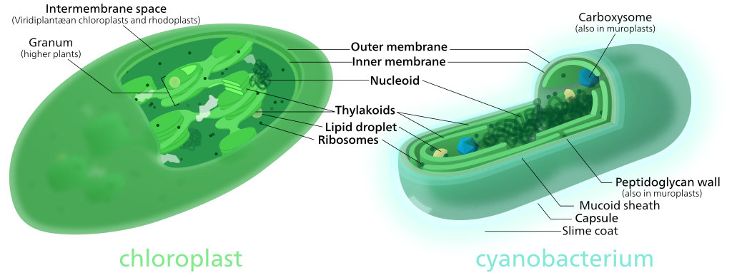 Figure 4. Comparison of a chloroplast with a cyanobacterium Endosymbiotic Origin