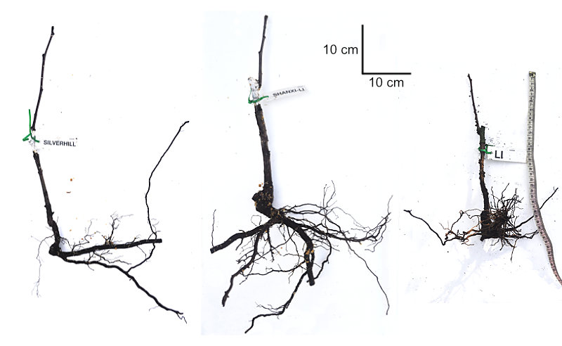 Examples of bare-rooted jujube trees