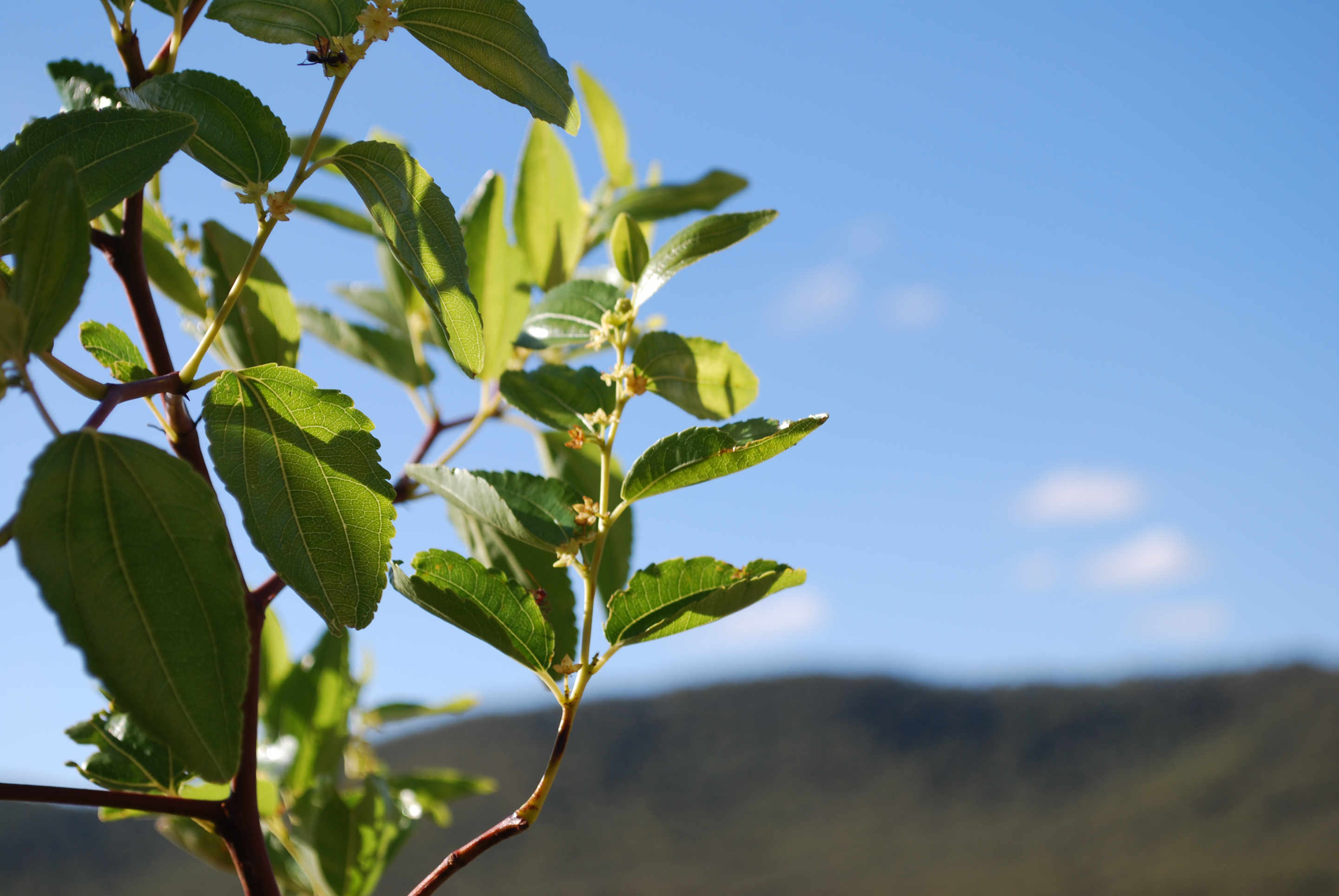 The Jujube Tree Nursery