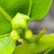 Flower buds on young Chico tree