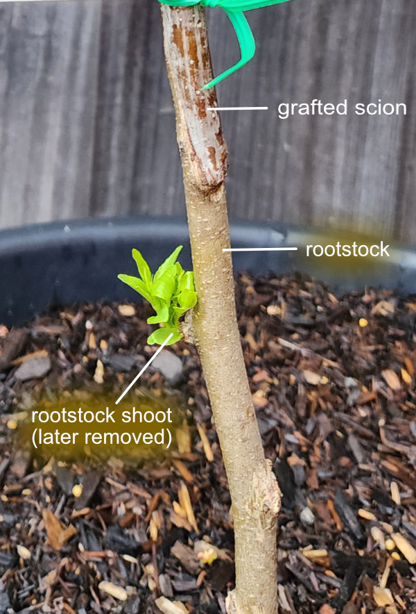 Graft on Chico tree A Branch Identification Exercise