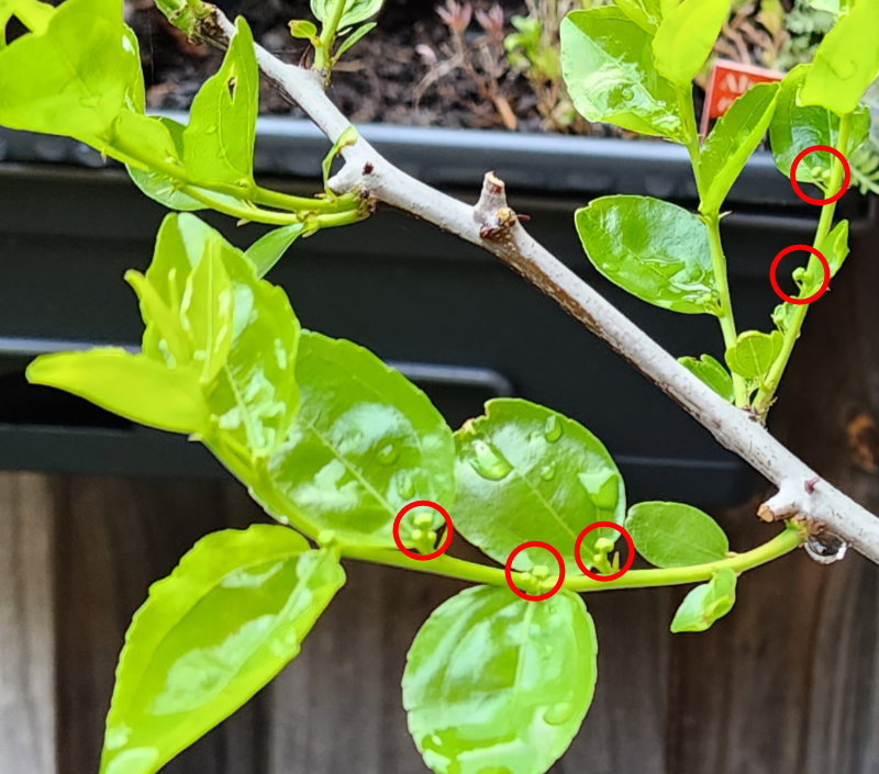 Flower buds on a fruiting branchlet A Branch Identification Exercise