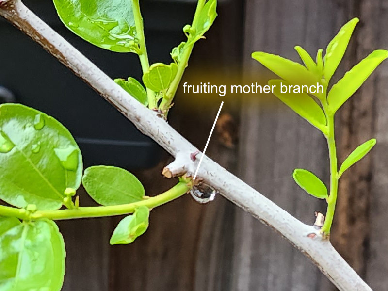 Fruiting mother branch on young Chico tree A Branch Identification Exercise