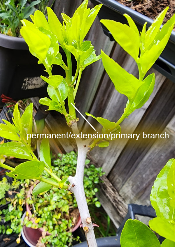 New permanent/extension/primary branch on a young Chico tree A Branch Identification Exercise