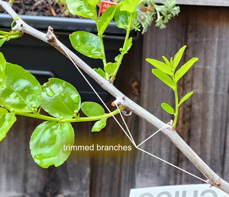 Trimmed branches along a Chico trunk A Branch Identification Exercise