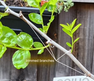 A Branch Identification Exercise
