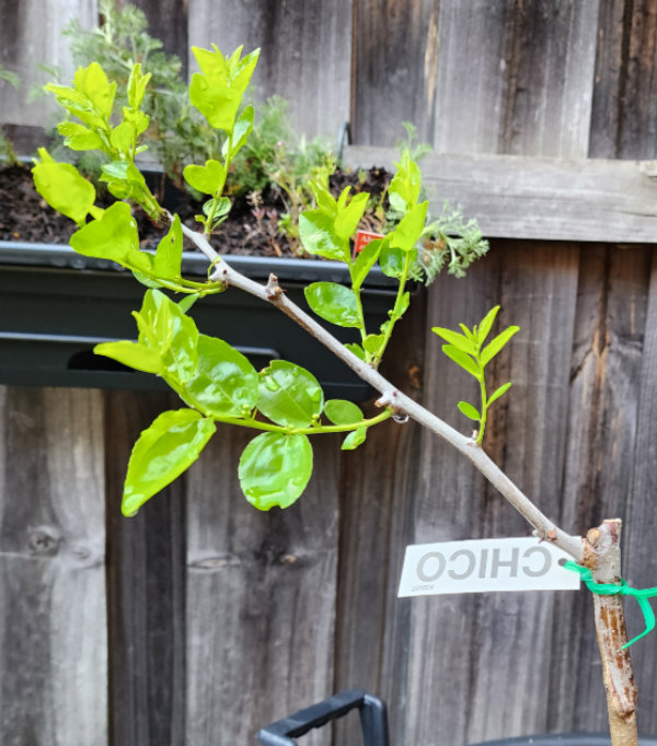 Young Chico trunk A Branch Identification Exercise