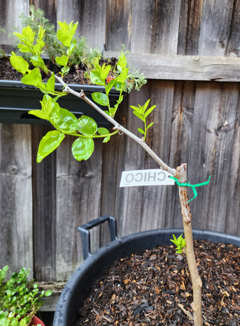 Chico jujube tree A Branch Identification Exercise