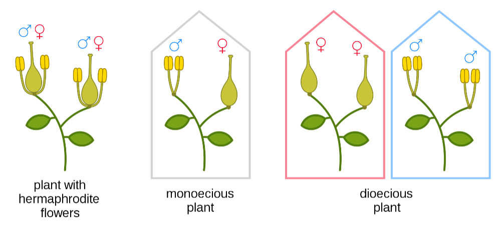The four basic flower types Classification of the Jujube Flower