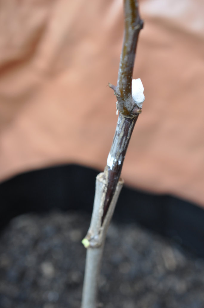 Identifying the Graft on a Jujube Tree