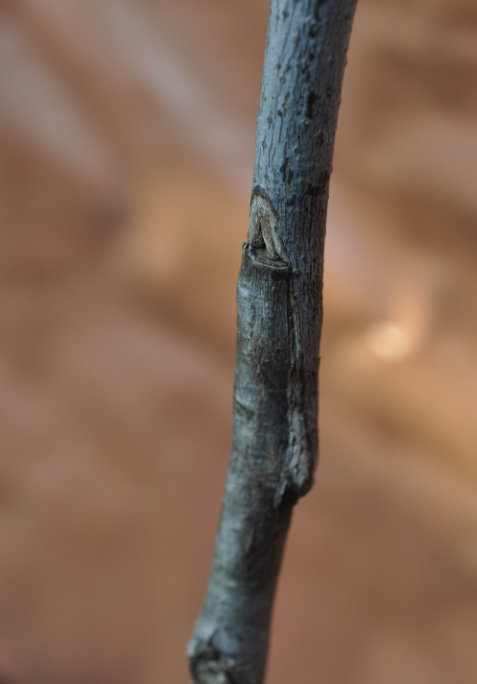 Identifying the Graft on a Jujube Tree