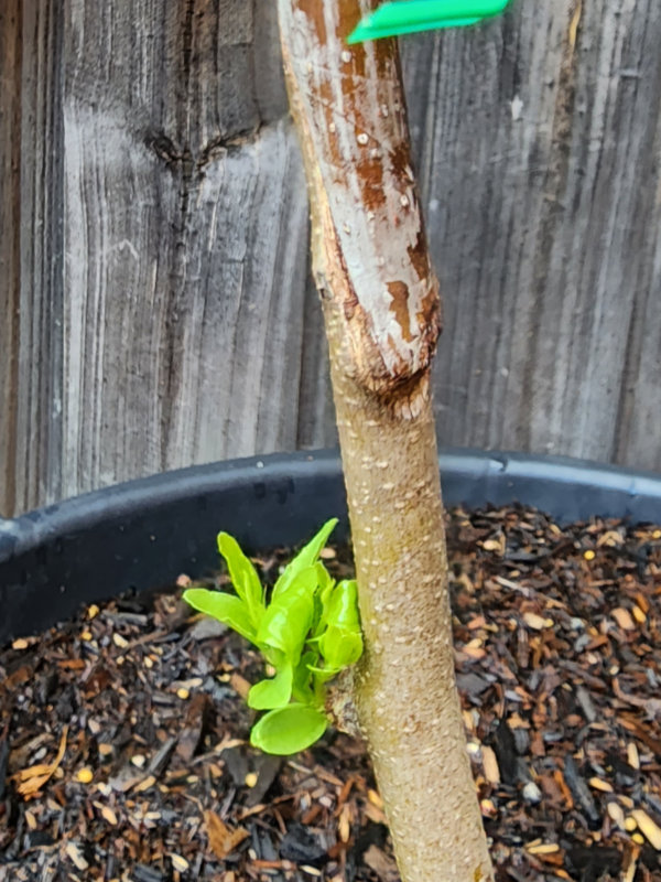 Identifying the Graft on a Jujube Tree