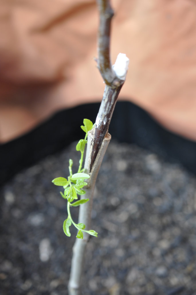 Identifying the Graft on a Jujube Tree