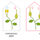 The three different flower arrangements of angiosperms