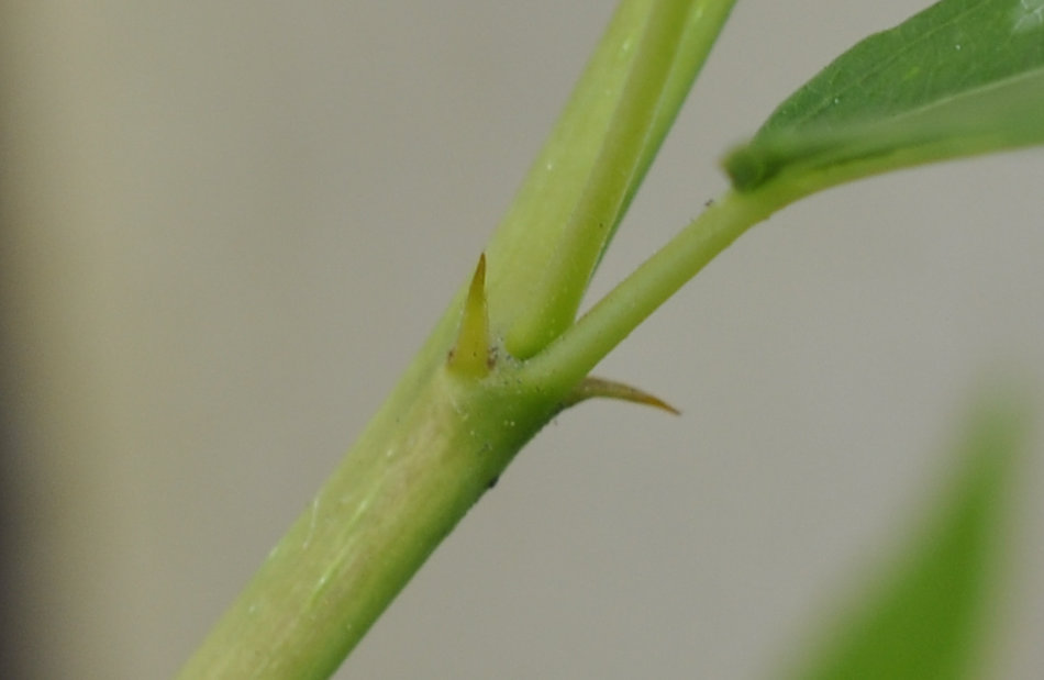 Two young modified stems known as thorns Jujube Tree Stems and Nodes