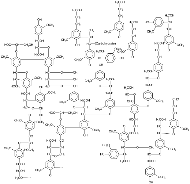 Jujube Tree Stems and Nodes