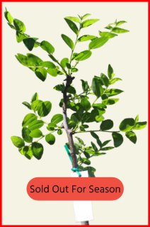 Sherwood (a Thornless Tree)