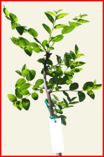 Sherwood (a Thornless Tree)