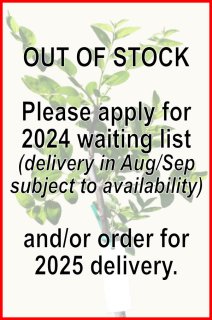 Silverhill Jujube Tree (also known as Tigertooth or Yu)