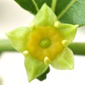 Typical flower of the Rhamnacease family