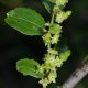 Non-elongated fruiting branchlet on Silverhill jujube tree