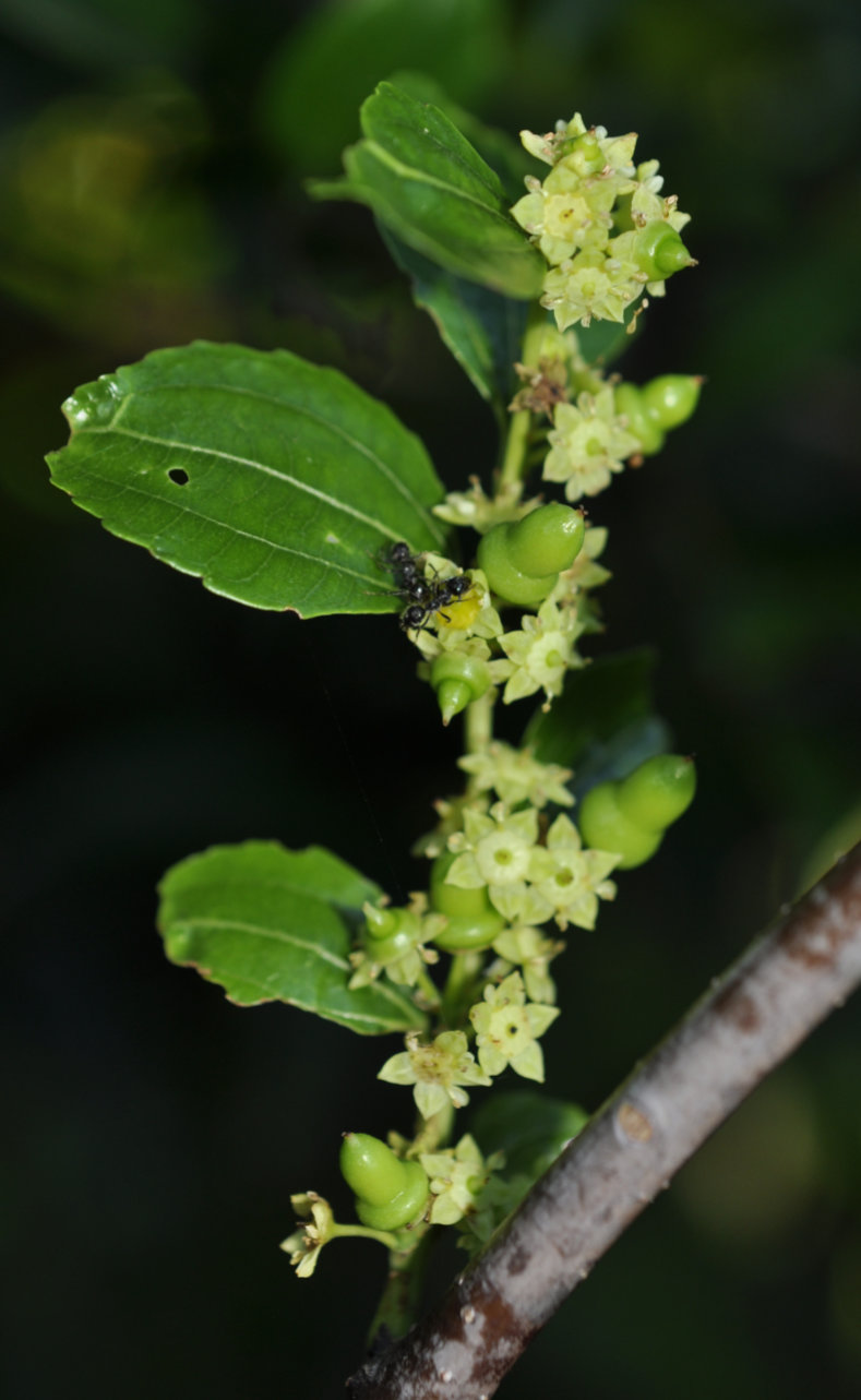 A Highly Compressed Fruiting Branchlet!