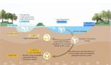 A diagram showing the evolutionary history from an aquatic organism and adaptive traits of CSP1-3 phylum for each habitat