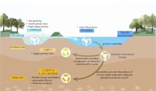 A Newly Discovered Deep-Soil Bacterial Phylum, CSP1-3