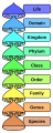The major taxonomical ranks